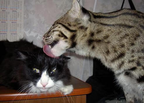 开云体育官网-冰与火的绿茵博弈，英超争冠战的北非风情与北欧风骨的宿命交响