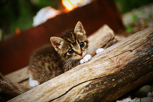 开云sport-黄蜂式超车，一场淘汰开拓者的年度争冠焦点战