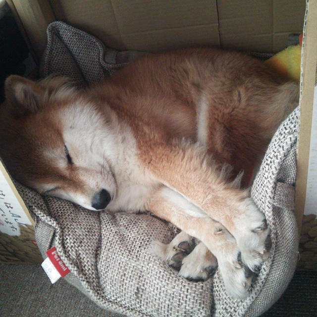 欧冠半决赛之夜，劳塔罗是指挥家，圣西罗奏响铁血交响