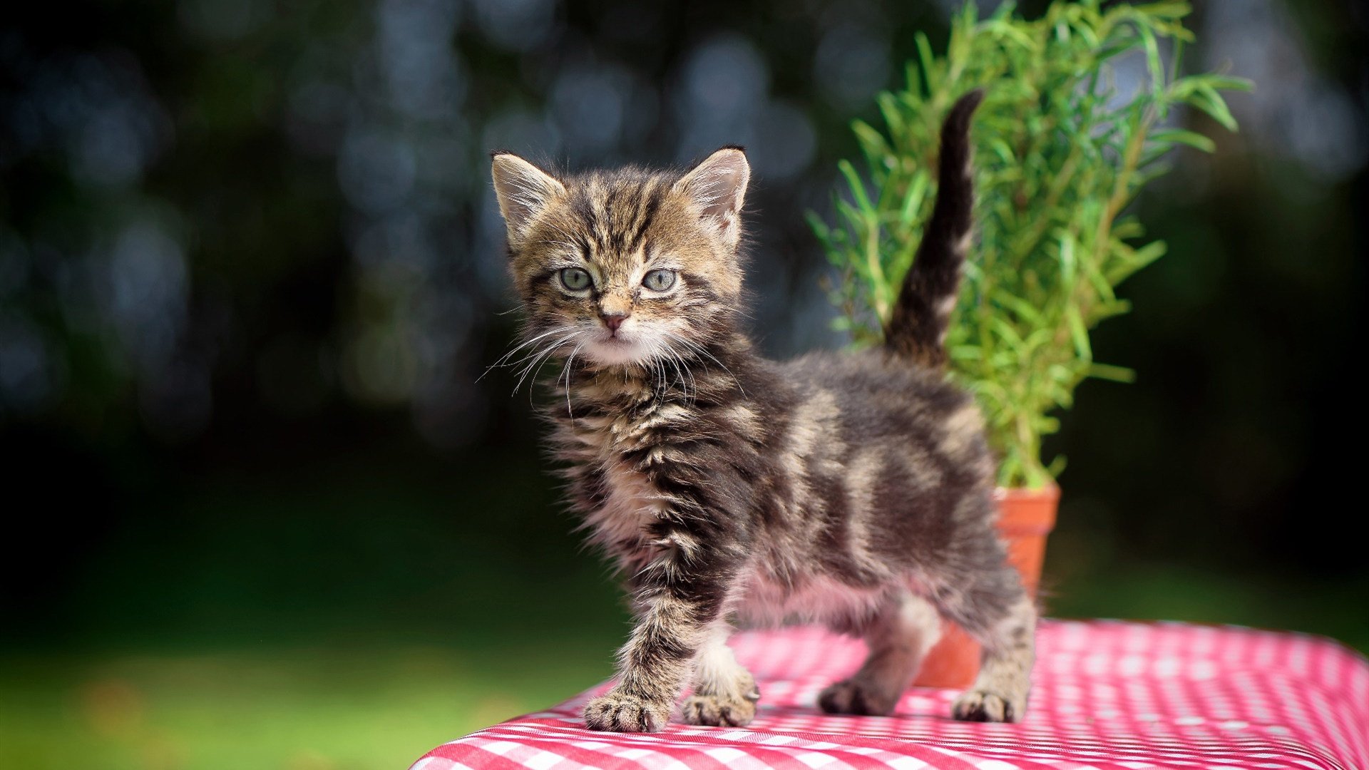 开云体育登录-魔幻现实主义英超，当魔术防守锁死新疆队式的进攻狂潮