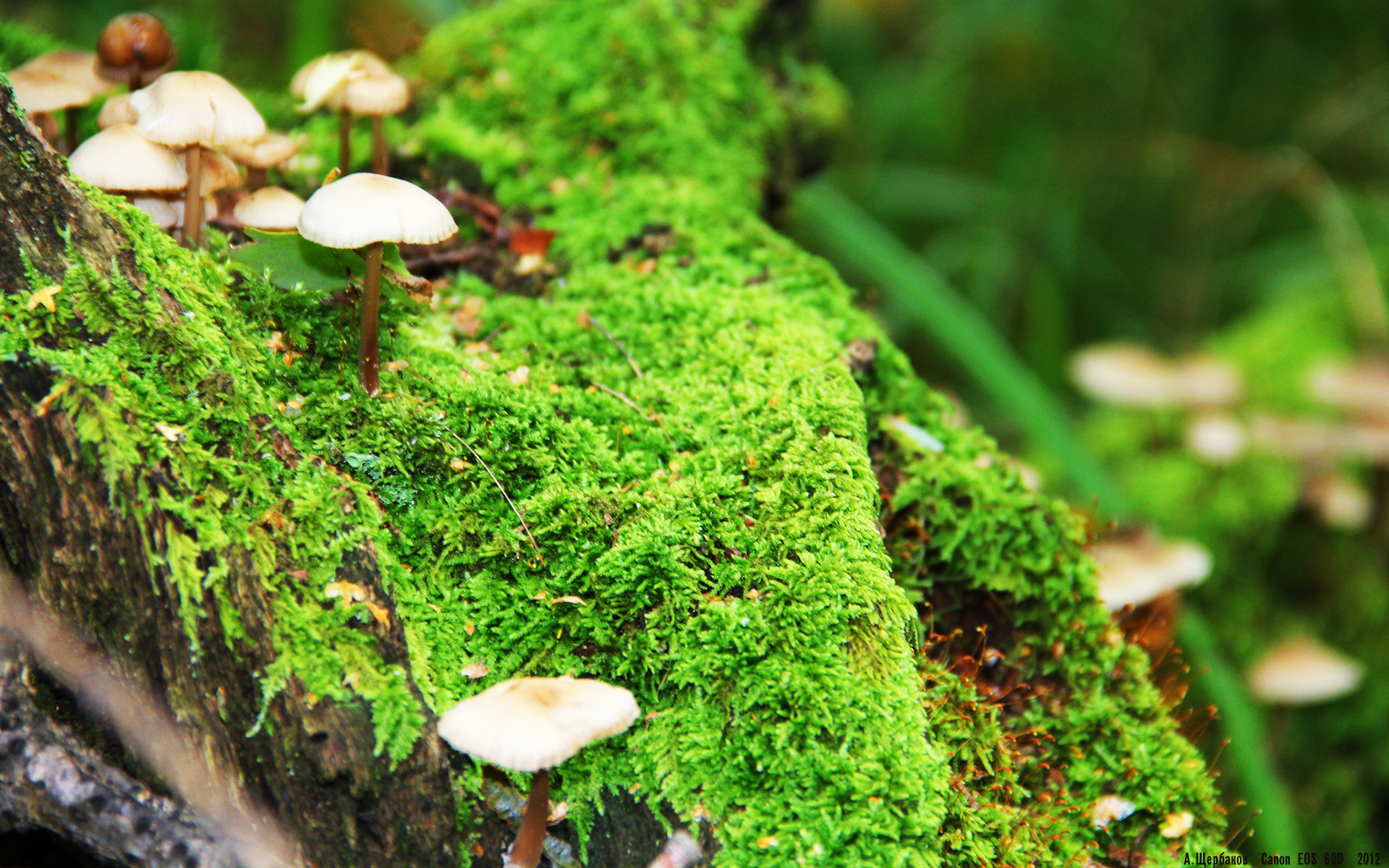 2026世界杯承办预演,深圳闪电战2-0速胜北京,尽显未来赛事承办力