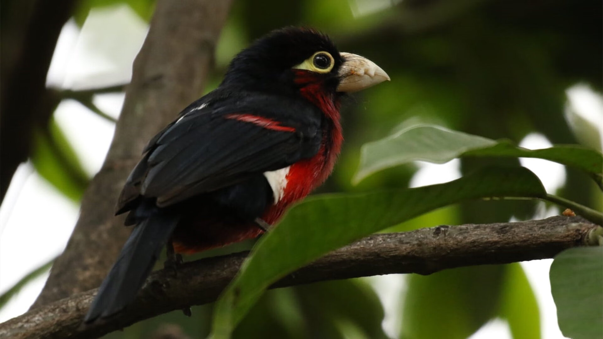 天神下凡!死神镰刀收割比赛—杜兰特极限一箭射穿开拓者心脏