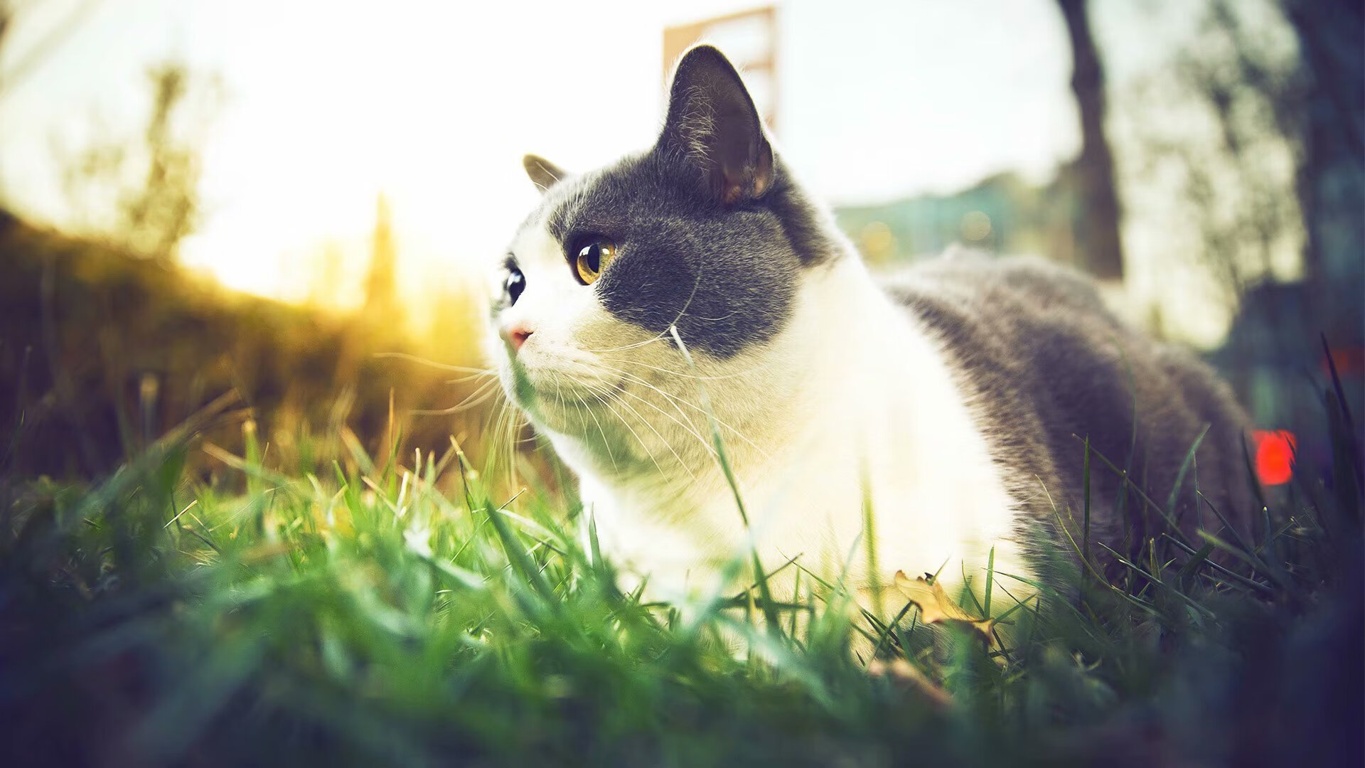 跨界风暴,国王血拼吉林队,杜兰特德甲争冠战上演篮球式接管