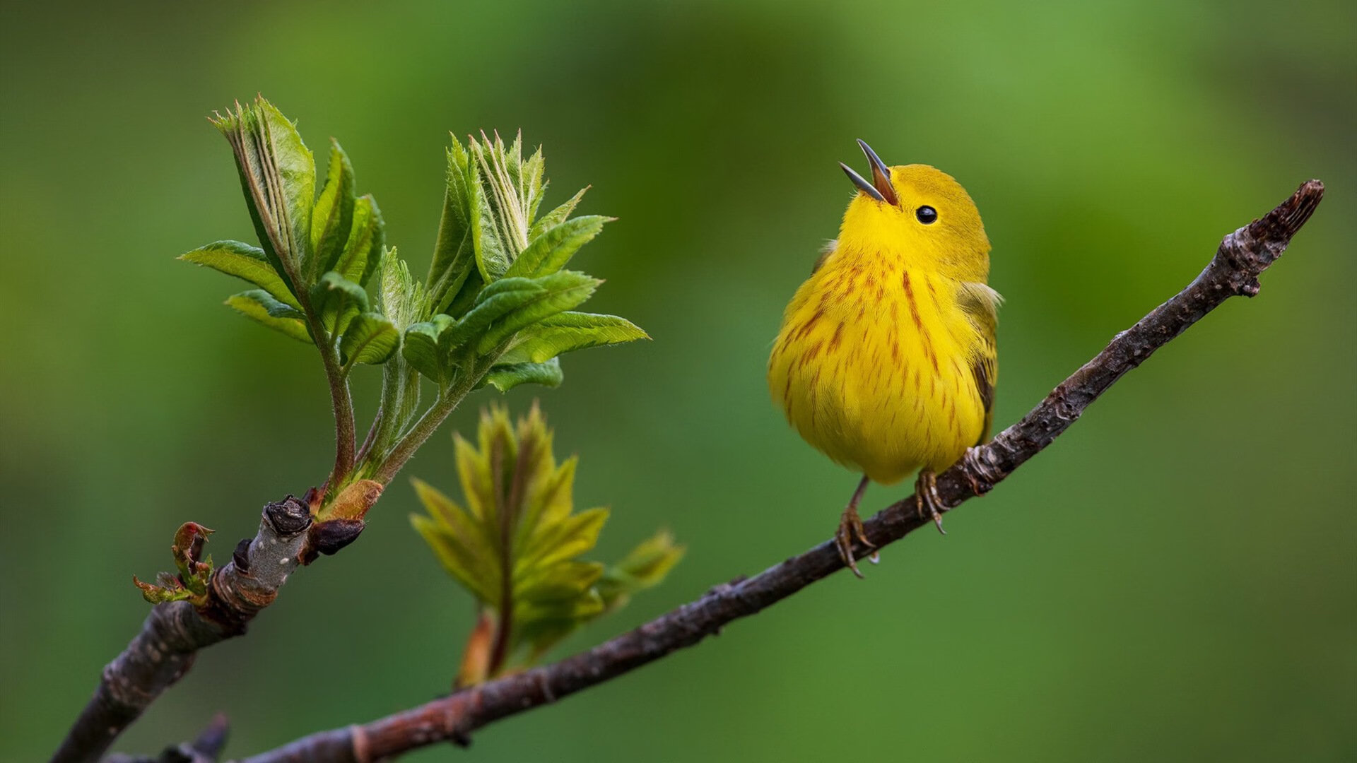开云体育官网-双重征服，鹈鹕团队浪潮吞没魔术，德罗赞冷血时刻撕裂北美夜空
