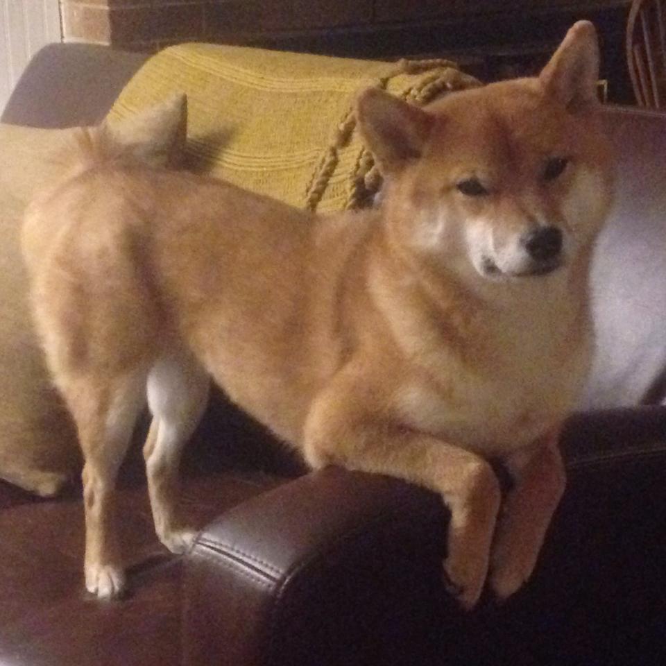 双重征服,鹈鹕团队浪潮吞没魔术,德罗赞冷血时刻撕裂北美夜空