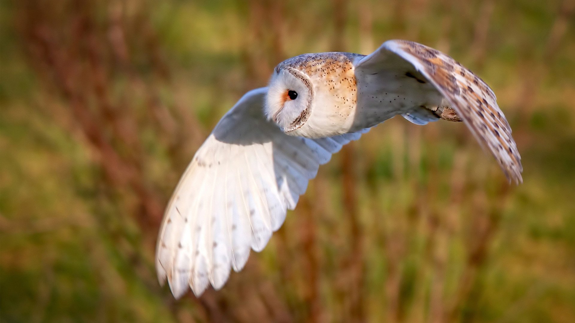 开云体育入口-跨界风暴，当篮球智慧一波带走足球豪门