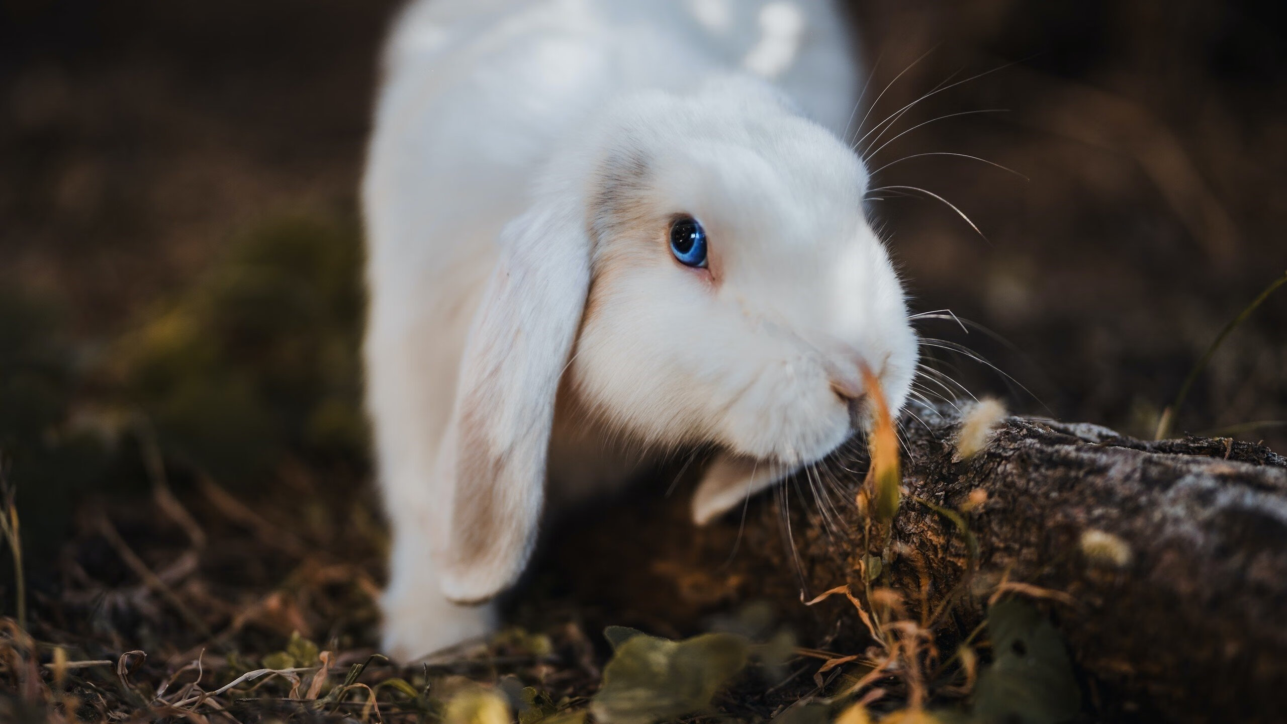 2026世界杯焦点战，浙江队如何用东方智慧成为独行侠收割机