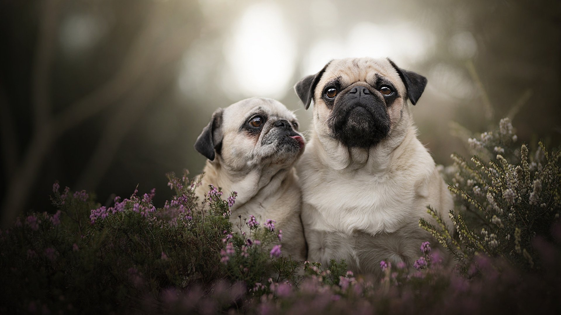 开云体育app-无人可挡的橙色火焰，拉文如何把争冠战的夜空烧成浙江红