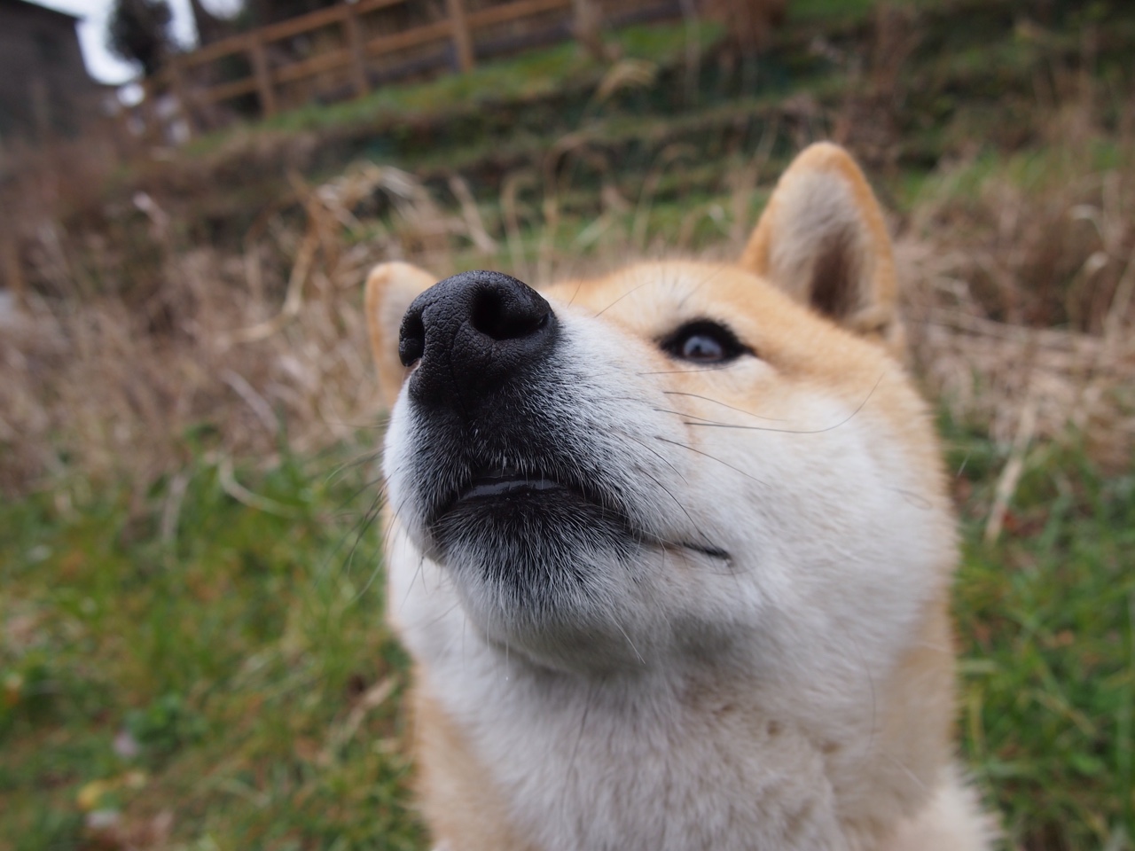 从0-2到3-2，若日尼奥如流星刺穿黑暗，厄瓜多尔上演美洲杯逆转绝唱
