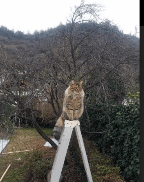 孤星坠落的战场,当哈兰德的独奏撞上墨西哥的城墙