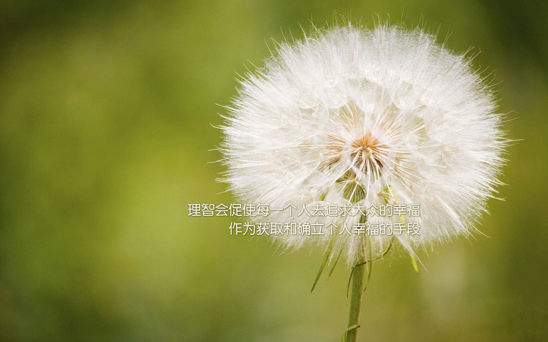 开云体育中国-黑马踏碎神话，老兵不朽—2026半决赛，莱万引领喀麦隆击穿伊拉克铁壁